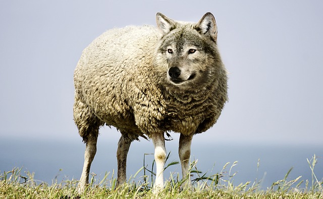 Churches Education Commission rebrands to Life Choices - a wolf in sheep's clothing